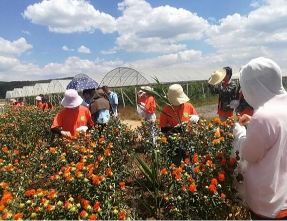 中草药栽培与鉴定