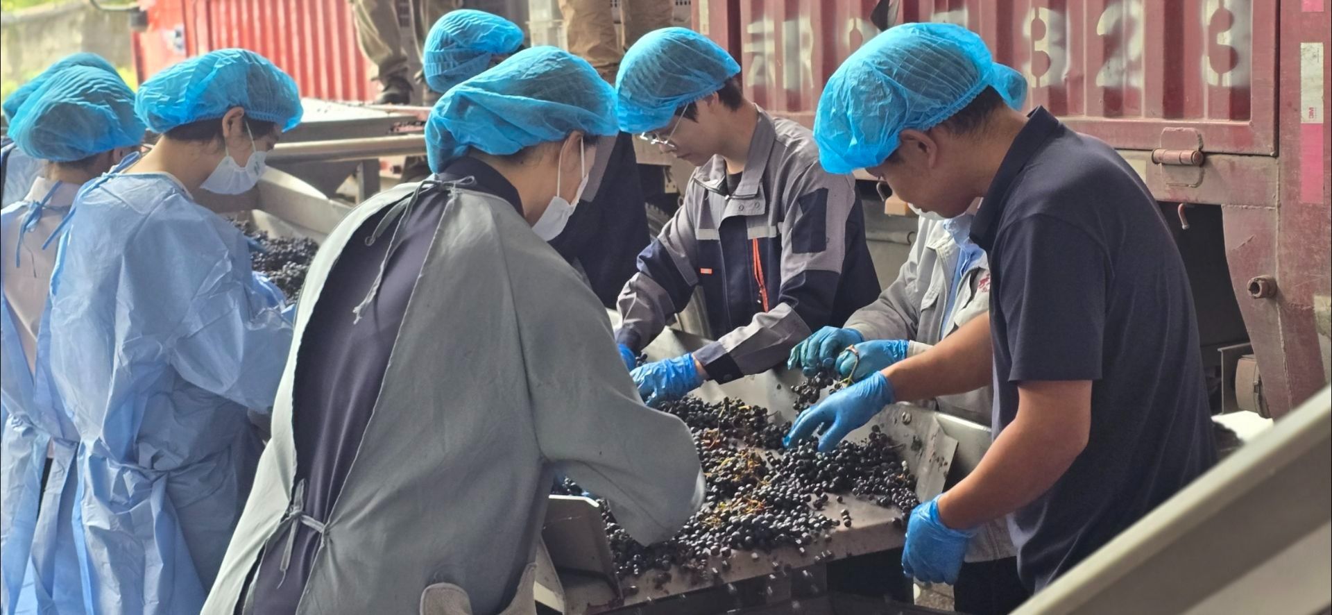 葡萄与葡萄酒工程