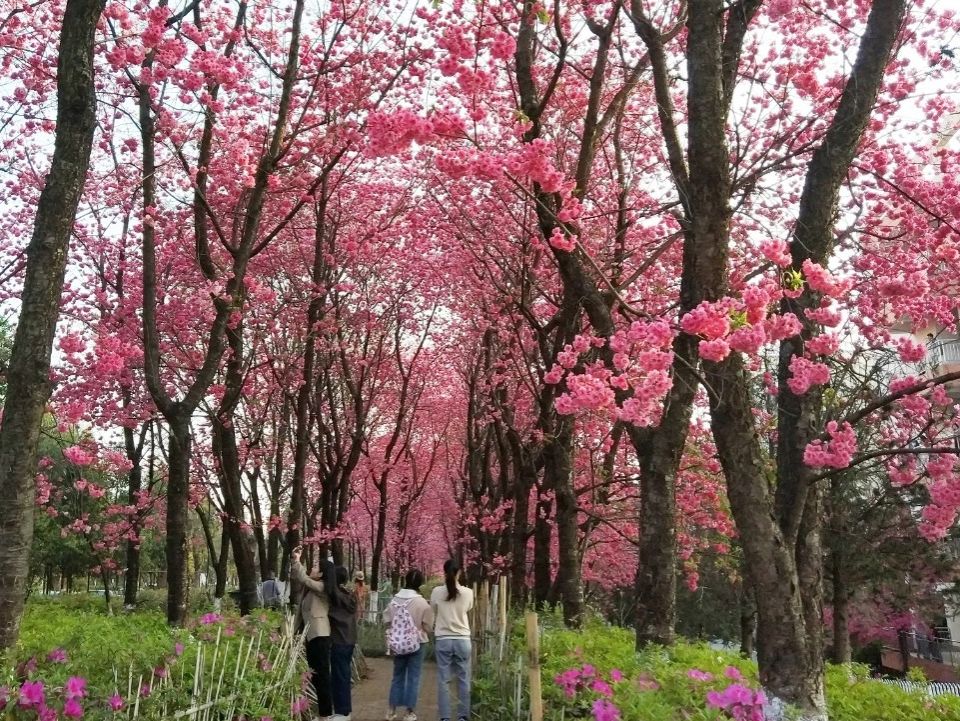 云南农业大学2026年专升本免试招生拟录取名单公示