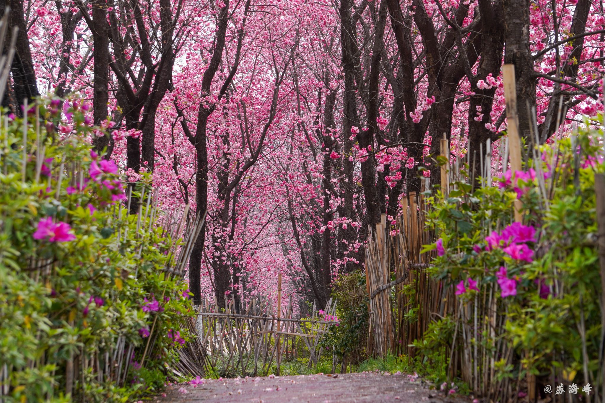 云南农业大学2026年“专升本”免试招收职业院校毕业生专业及计划数